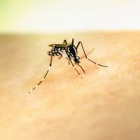 Rubén Bueno, biologiste : "Ce qui attire les moustiques, ce n’est pas le sang plus sucré, mais les composés chimiques que nous émettons"