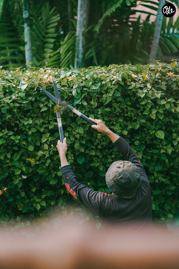 Pour Dan Buettner, la marche et le jardinage offrent de nombreux bienfaits pour la santé et la longévité.

Pexels