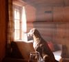 Alors que les vacances ont sonné, une question angoisse de nombreuses familles : que faire des animaux de compagnie en cas de départ ?

Image Unsplash