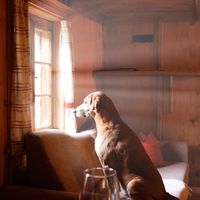 Où partir avec son chien ou son chat cet été ? Airbnb partage sa sélection de ses plus beaux cocons "pet-friendly" en France