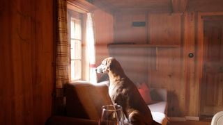 Où partir avec son chien ou son chat cet été ? Airbnb partage sa sélection de ses plus beaux cocons "pet-friendly" en France