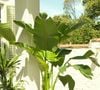Selon lui, le dessèchement des feuilles traduit en réalité un manque crucial d'humidité dans l'air ambiant et non un manque d'eau à proprement parlé.