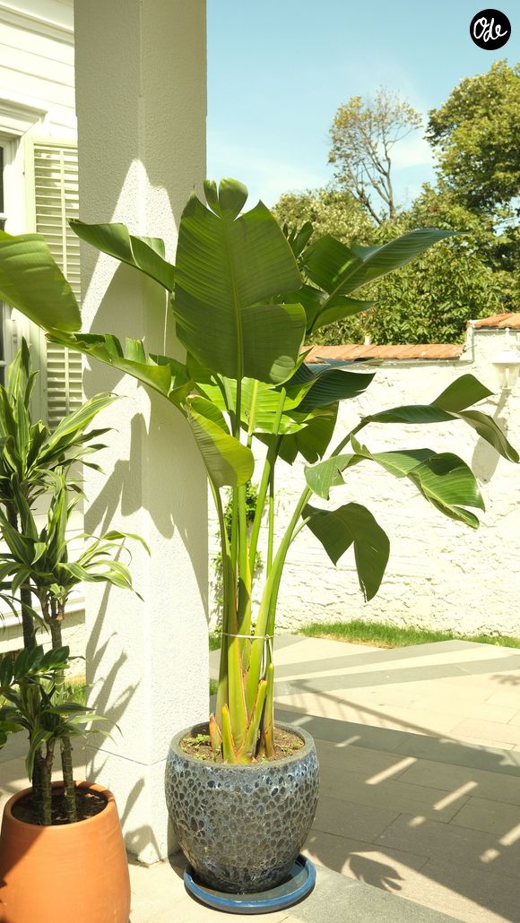 Selon lui, le dessèchement des feuilles traduit en réalité un manque crucial d'humidité dans l'air ambiant et non un manque d'eau à proprement parlé.