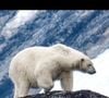 Il a également eu la chance d'observer un ours polaire dans son habitat naturel.

Extrait du compte Instagram de François Roelants.

© Instagram / François Roelants