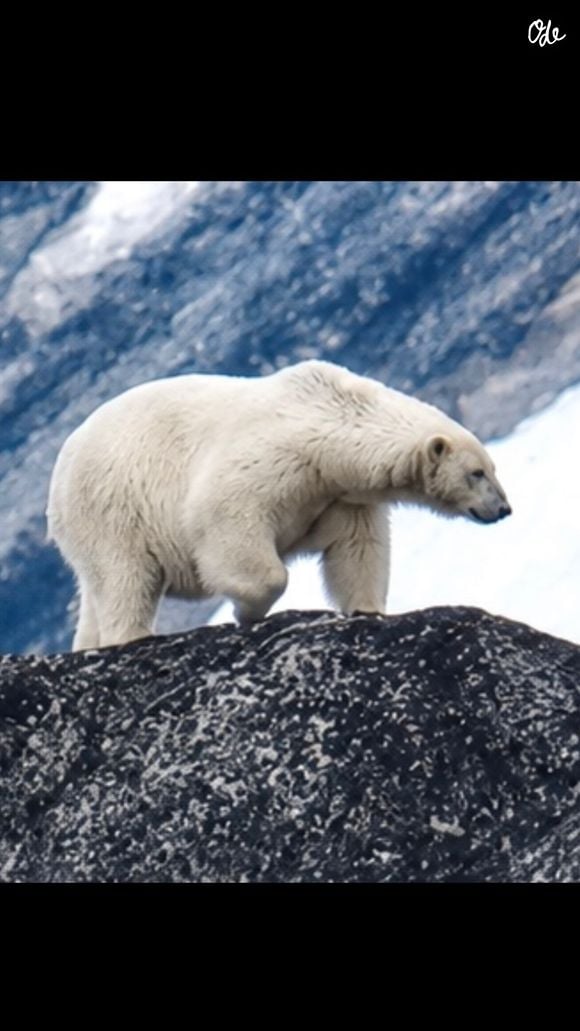 Il a également eu la chance d'observer un ours polaire dans son habitat naturel.

Extrait du compte Instagram de François Roelants.

© Instagram / François Roelants