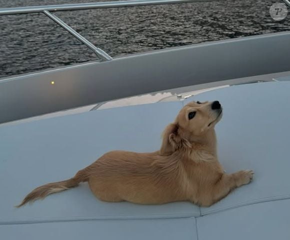 Depuis leur compagnon à quatre pattes ne cesse de faire craquer les internautes ! 

Léo - le chien de Charles Leclerc et Alexandra Saint Mleux immortalisé sur la Toile (Capture d'écran)