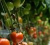 Les tomates jaunes ou vertes, bien que savoureuses, contiennent peu ou pas de lycopène.

Photo by Aleksandrs Karevs / Unsplash