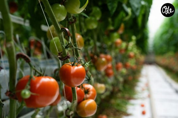 Les tomates jaunes ou vertes, bien que savoureuses, contiennent peu ou pas de lycopène.

Photo by Aleksandrs Karevs / Unsplash
