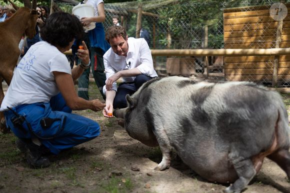 Le ministre délégué aux Transports Clément Beaune caresse un cochon lors d'une visite dans un refuge de la Fondation Brigitte Bardot à Bazoches-sur-Guyonne, dans l'ouest de Paris, le 7 août 2023. Photo par Raphael Lafargue/ABACAPRESS.COM