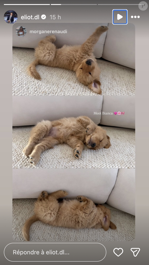 "Voici Bianca. La nouvelle recrue de l'équipe", annoncent-ils en légende d'une vidéo d'eux allant récupérer l'adorable petit Golden Retriever et de le ramener chez eux. 

Eliot Deval et sa compagne ont adopté un petit chien