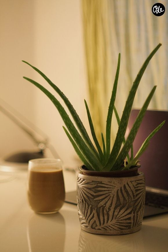 Aloe Vera