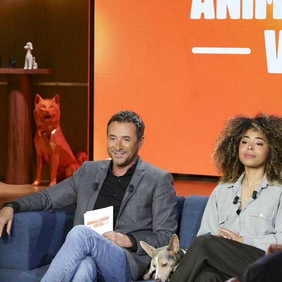 Bernard Montiel, Oli et son chien Monday sur plateau de l'émission "Animalement Vôtre" présentée par B.Montiel et diffusée le 1er février 2026 sur France 3, à Paris, France, le 3 décembre 2025. © Jack Tribeca/Bestimage