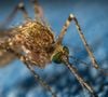 Une technique présentée comme une alternative naturelle aux produits anti-moustiques traditionnels. 

Photo de moustique Unsplash