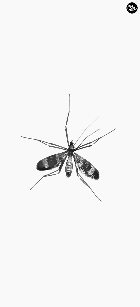 Leur bourdonnement caractéristique suffit souvent à nous mettre en alerte : moustiques, mouches, moucherons ou encore guêpes semblent parfois s'inviter partout. 

Méthode naturelle contre les moustiques @Yogesh Pedamkar Unsplash