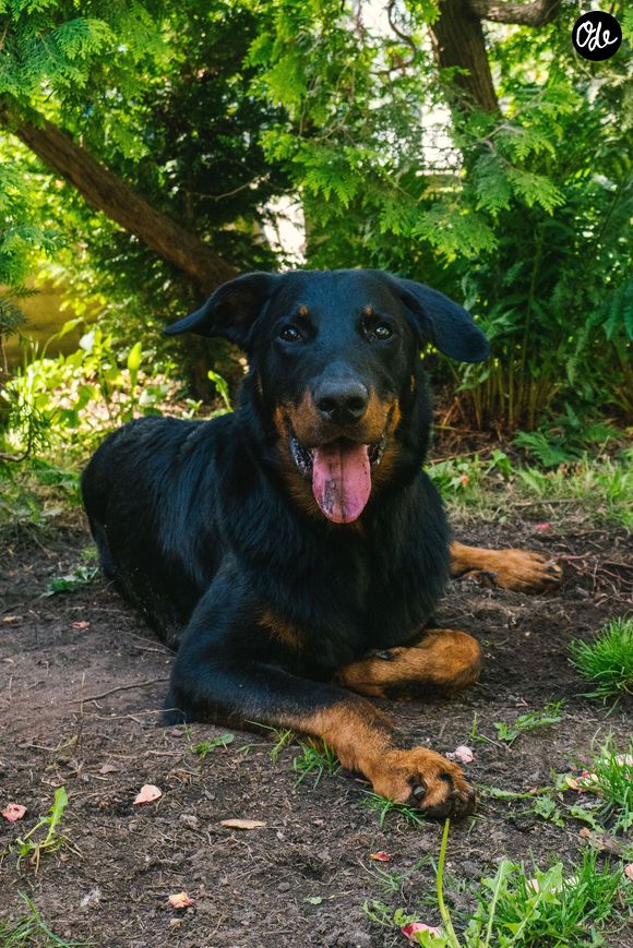 Découvrez nos idées de recettes glacées et les astuces qui transformeront la canicule en moments ludiques et gourmands pour votre chien.