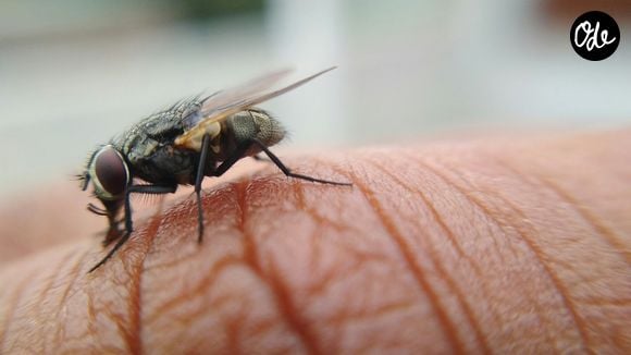 Découvrez cette astuce imparable contre les moustiques tigres.