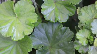 Cette plante sur le rebord de la fenêtre tient les mouches à distance