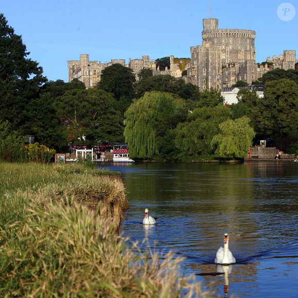 Les cygnes de la Reine à Windsor et Eton Riverside sur la Tamise ont été trouvés morts par le virus de la grippe aviaire récemment. Le 7 février 2018, Royaume-Uni. Photo par Jon Bond/The Sun/News Licensing/ABACAPRESS.COM