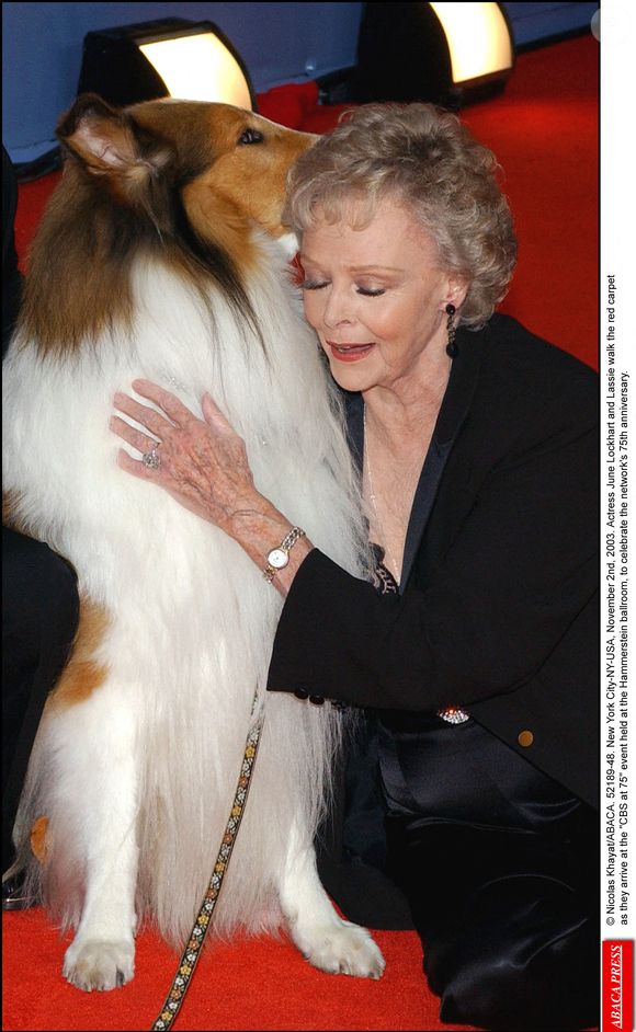 © Nicolas Khayat/ABACA. 52189-48. New York City-NY-USA, 2 novembre 2003. L'actrice June Lockhart et Lassie foulent le tapis rouge à leur arrivée à l'événement CBS at 75 qui s'est tenu à la salle de bal Hammerstein, pour célébrer le 75e anniversaire de la chaîne.