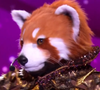 Le Panda Roux a fait son apparition dans l'émission "Mask Singer".
Le Panda Roux de Mask Singer, capture d'écran TF1