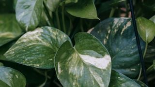 Facile à cultiver, cette feuille riche en calcium et en fer, bénéfique pour les muscles et les os, pousse sans aucun effort en pot