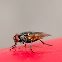 Fini les insectes dans la cuisine : ce simple duo sucrier et feuille de laurier les éloigne naturellement