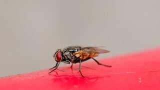 Fini les insectes dans la cuisine : ce simple duo sucrier et feuille de laurier les éloigne naturellement