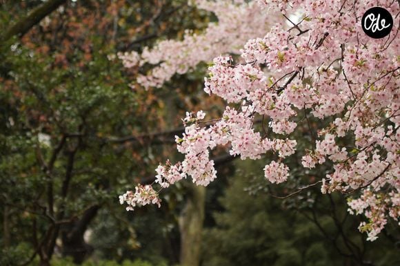 Le choix de la variété et de l'emplacement est essentiel.

Photo prise par Don Kawahigashi / Unsplash