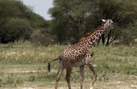 A savoir la Tanzanie.

Aurélie Casse en vacances en Tanzanie.