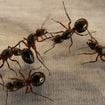Dites adieu aux fourmis dans votre maison : cette astuce à base de coquille d’oeuf est imparable
