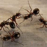 Dites adieu aux fourmis dans votre maison : l'astuce à base de coquille d’oeuf