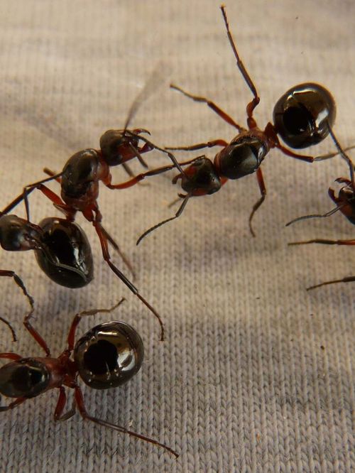 Dites adieu aux fourmis dans votre maison : l'astuce à base de coquille d’oeuf