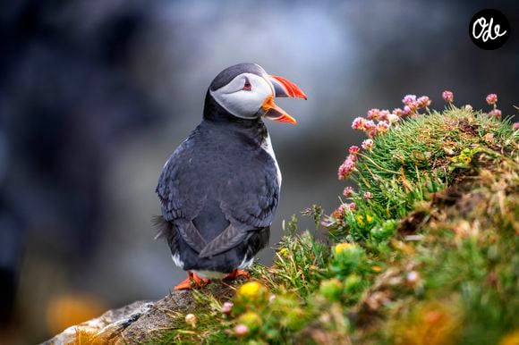 21 juin 2024, Parc national de Kejimkujik, Nouvelle-Écosse, Canada : Macareux moines fratercula artica et oiseaux nichant dans les falaises de Skalanes, Seydisfjordur Islande. La réserve naturelle de Skalanes, une réserve naturelle privée unique située dans une ferme autrefois abandonnée, met en valeur la flore, la faune et les écosystèmes incroyables de la région. Les falaises côtières de 677 mètres abritent plus de 40 espèces d'oiseaux. (Crédit photo : © Sergi Reboredo/ZUMA Press Wire)
