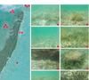 Celui qui a également acheté une superbe maison à Los Angeles en 2018 avait pour ambition de transformer son île de 42 hectares environ en un eco-resort

Exclusif - Vues aériennes de Blackadore Caye, l'île privée au large des côtes du Belize que l'acteur et environnementaliste Leonardo DiCaprio a achetée en 2015 pour 1,75 million de dollars. Les plans de DiCaprio pour l'île comprennent une station de recherche axée sur le changement climatique, un hôtel, 36 bungalows de villégiature et 36 villas immobilières. Le complexe devait ouvrir ses portes en 2018, puis à nouveau en 2020, mais comme ces images exclusives le montrent, les seules structures de l'île semblent être un hangar et une petite cabane ombragée. L'île est bordée de palmiers mourants et le rivage est recouvert d'algues vertes à Blackadore Caye, au Belize, le 5 juin 2021. Coleman-Rayner / Bestimage