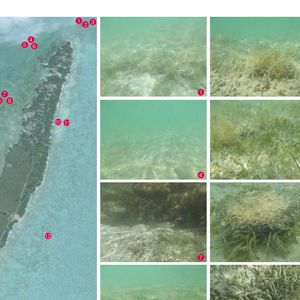 Celui qui a également acheté une superbe maison à Los Angeles en 2018 avait pour ambition de transformer son île de 42 hectares environ en un eco-resort

Exclusif - Vues aériennes de Blackadore Caye, l'île privée au large des côtes du Belize que l'acteur et environnementaliste Leonardo DiCaprio a achetée en 2015 pour 1,75 million de dollars. Les plans de DiCaprio pour l'île comprennent une station de recherche axée sur le changement climatique, un hôtel, 36 bungalows de villégiature et 36 villas immobilières. Le complexe devait ouvrir ses portes en 2018, puis à nouveau en 2020, mais comme ces images exclusives le montrent, les seules structures de l'île semblent être un hangar et une petite cabane ombragée. L'île est bordée de palmiers mourants et le rivage est recouvert d'algues vertes à Blackadore Caye, au Belize, le 5 juin 2021. Coleman-Rayner / Bestimage