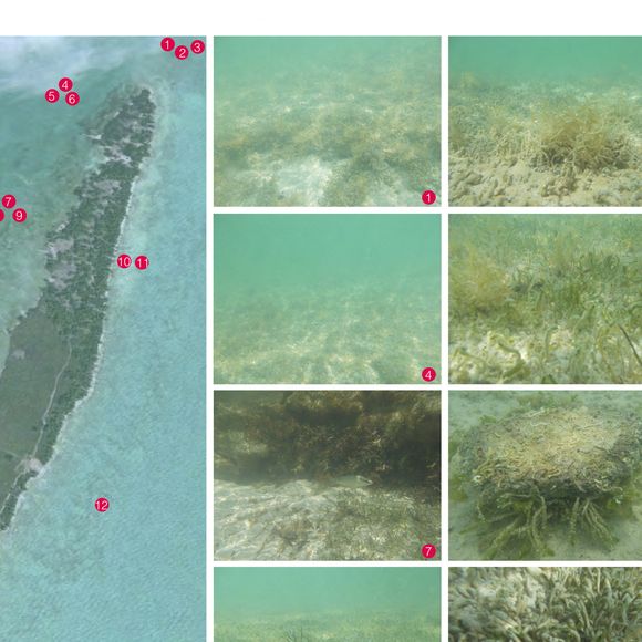 Celui qui a également acheté une superbe maison à Los Angeles en 2018 avait pour ambition de transformer son île de 42 hectares environ en un eco-resort

Exclusif - Vues aériennes de Blackadore Caye, l'île privée au large des côtes du Belize que l'acteur et environnementaliste Leonardo DiCaprio a achetée en 2015 pour 1,75 million de dollars. Les plans de DiCaprio pour l'île comprennent une station de recherche axée sur le changement climatique, un hôtel, 36 bungalows de villégiature et 36 villas immobilières. Le complexe devait ouvrir ses portes en 2018, puis à nouveau en 2020, mais comme ces images exclusives le montrent, les seules structures de l'île semblent être un hangar et une petite cabane ombragée. L'île est bordée de palmiers mourants et le rivage est recouvert d'algues vertes à Blackadore Caye, au Belize, le 5 juin 2021. Coleman-Rayner / Bestimage