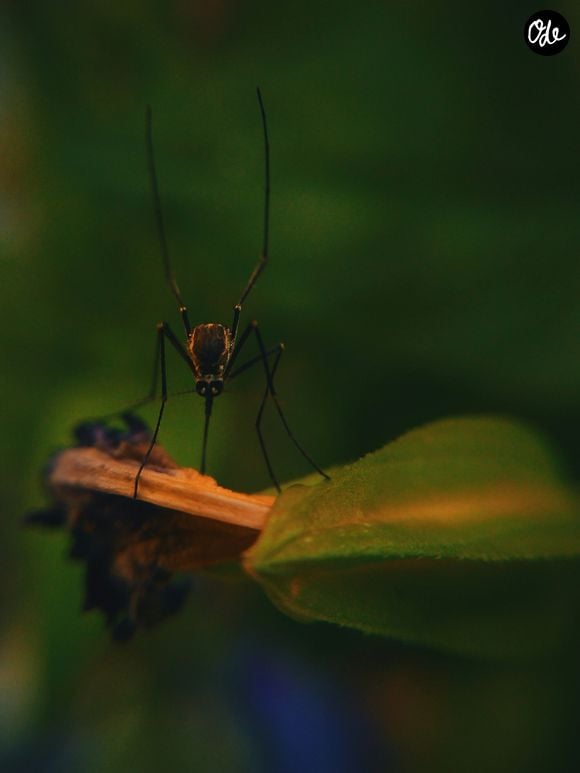 Photo de moustique Unsplash