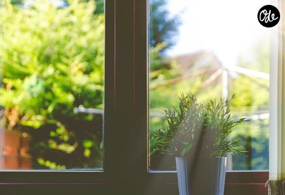Mais heureusement, on a trouvé pour vous la plante à placer sur le rebord de votre fenêtre pour les tenir à distance !

Photo : Adeolu Eletu