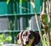 Comprendre les mécanismes thermiques du chien permet d'anticiper les défaillances de son organisme.