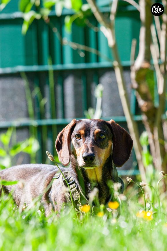 Comprendre les mécanismes thermiques du chien permet d'anticiper les défaillances de son organisme.