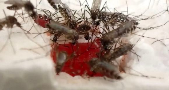 C'est Marion Bettiol, rédactrice en chef de Dr. Good, média bien être à succès sur les réseaux sociaux.

Des scientifiques ont conçu des tissus avec des cellules humaines que les moustiques adorent piquer et dont ils se nourrissent, dans le but d'aider à combattre les maladies mortelles qu'ils transmettent