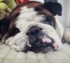 Bernie, le bulldog de Florence Foresti, sur Twitter le 25 août 2016.