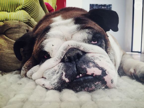 Bernie, le bulldog de Florence Foresti, sur Twitter le 25 août 2016.