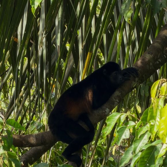 Sylvie Tellier en vacances en famille au Costa Rica.
