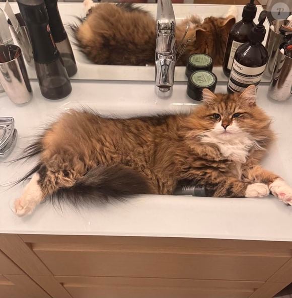 Zoulou est bien plus qu’un simple félin : il est devenu une véritable star auprès des fans de l’animateur. 

Zoulou, le chat de Christophe Dechavanne sur Instagram. @cdechavanne