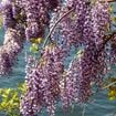 Entretenir son jardin pendant l'été : Ces sept plantes d'extérieur aussi sublimes que résistantes à la sécheresse vont vous faciliter la tâche !