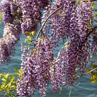 Entretenir son jardin pendant l'été : Ces sept plantes d'extérieur aussi sublimes que résistantes à la sécheresse vont vous faciliter la tâche !