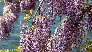 Entretenir son jardin pendant l'été : Ces sept plantes d'extérieur aussi sublimes que résistantes à la sécheresse vont vous faciliter la tâche !