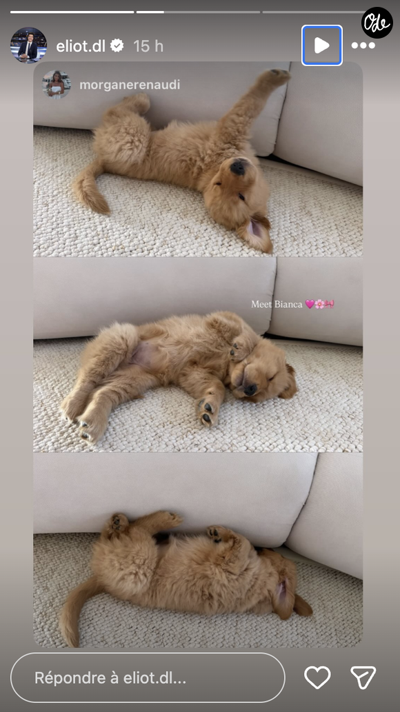 "Voici Bianca. La nouvelle recrue de l'équipe", annoncent-ils en légende d'une vidéo d'eux allant récupérer l'adorable petit Golden Retriever et de le ramener chez eux. 

Eliot Deval et sa compagne ont adopté un petit chien