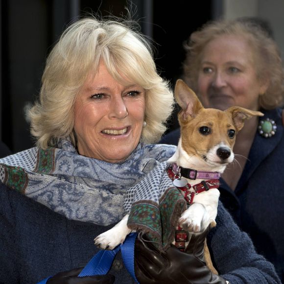 En novembre, la belle-mère des princes William et Harry a malheureusement perdu Beth, sa chienne "bien-aimée" qu'elle avait adopté en 2011 dans le refuge londonien Battersea Dogs and Cats Home.

Camilla Parker Bowles, duchesse de Cornouailles, visite le chenil "Battersea Dogs & Cats Home" a Londres. Le 12 decembre 2012.